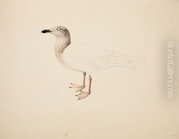 Young European Herring Gull ; unfinished - view 1