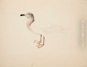 Young European Herring Gull ; unfinished by Magnus Von Wright