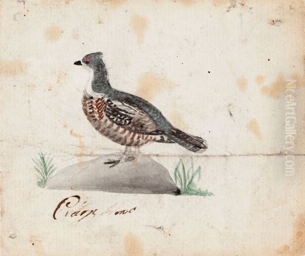 Hazel Grouse, Female - view 1