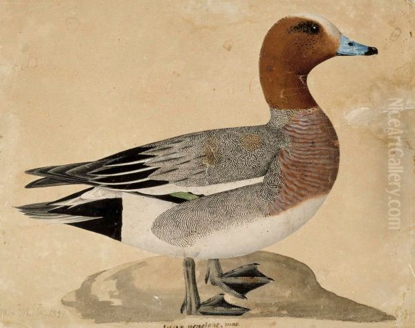 Eurasian Wigeon - view 1