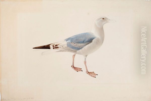 European Herring Gull - view 1