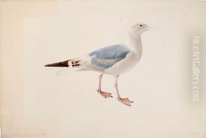 European Herring Gull