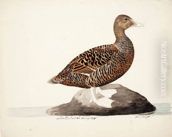 Common Eider ; unfnished - view 1