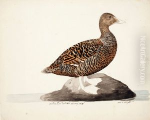 Common Eider ; unfnished by Magnus Von Wright