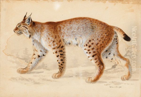 Lynx - view 1