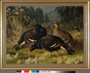 Black Grouse, Two Cocks and a Hen