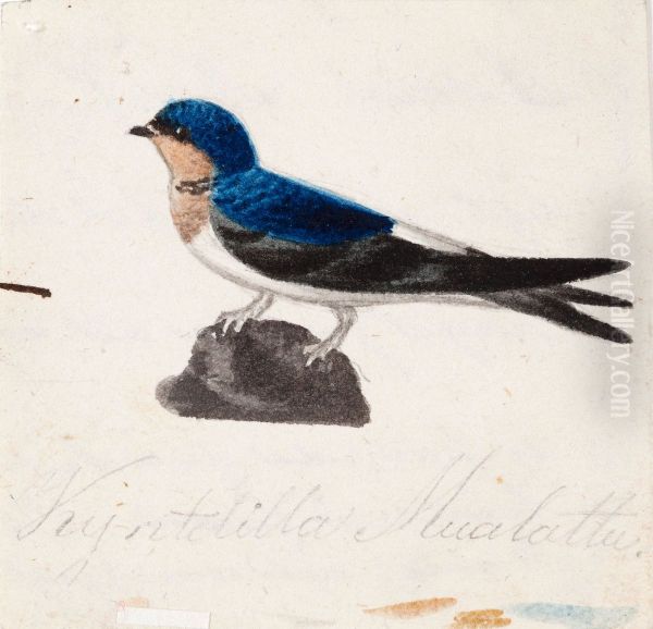 Barn Swallow - view 1