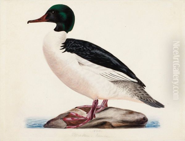 Goosander, Male - view 1