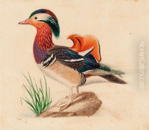 Male Mandarin Duck by Ferdinand von Wright