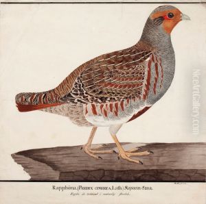 Grey Partridge by Magnus Von Wright