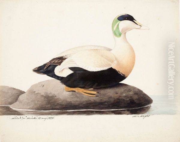 Common Eider, Male - view 1