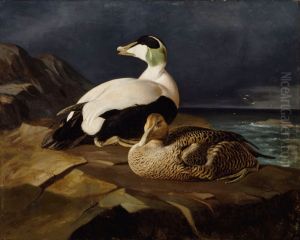 Pair of Common Eiders on a Rock Pair of Common Eiders on a Rock