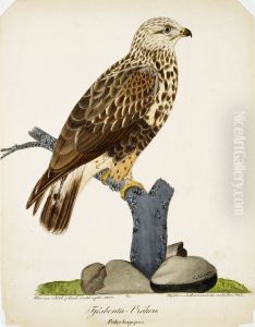 Rough-Legged Buzzard Rough-Legged Buzzard