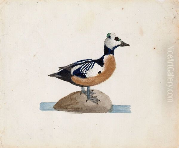 Steller's Eider - view 1