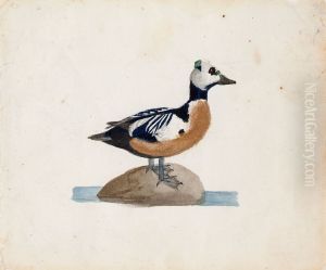 Steller's Eider
