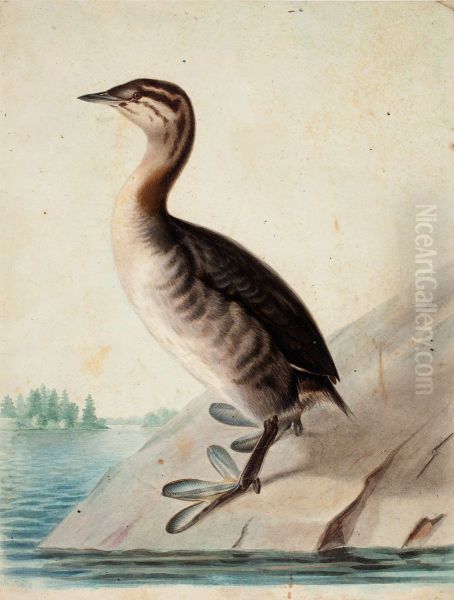 Young Horned Grebe - view 1