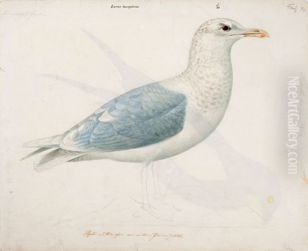 Iceland Gull - view 1