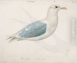 Iceland Gull by Magnus Von Wright