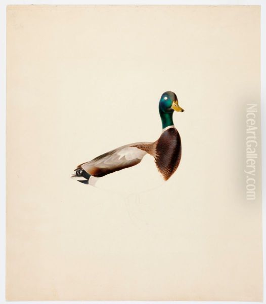 Mallard ; unfinished - view 1