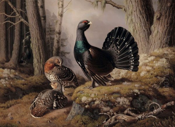 Capercaillies courting - view 1