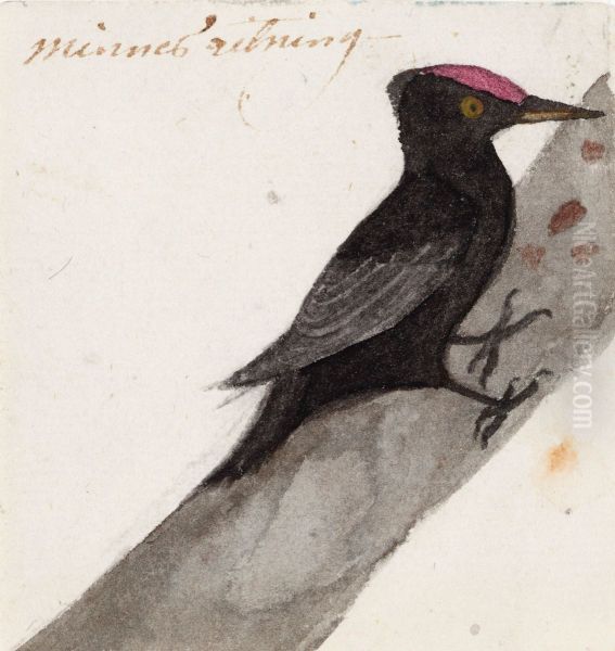 The Great Black Woodpecker - view 1