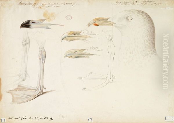Glaucous Gull and Iceland Gull, sketch - view 1