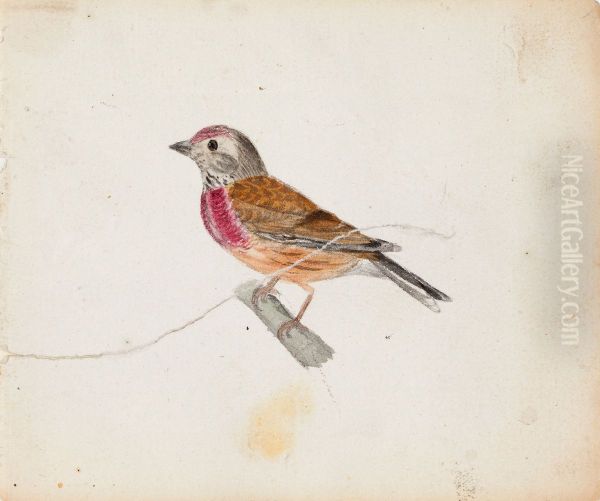 European Robin (?) - view 1