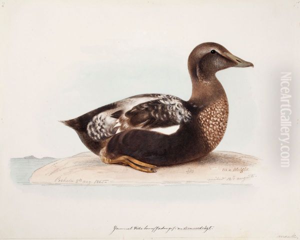 Common Eider, Old Male in Summer - view 1