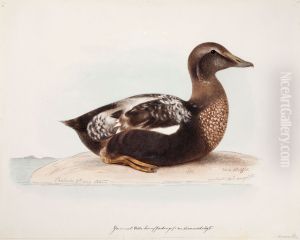 Common Eider, Old Male in Summer