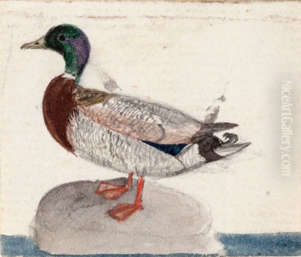 Mallard - view 1