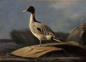 Pintail Duck by Ferdinand von Wright