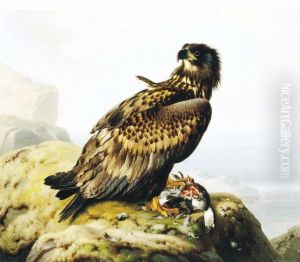 Merikotka kalliolla
