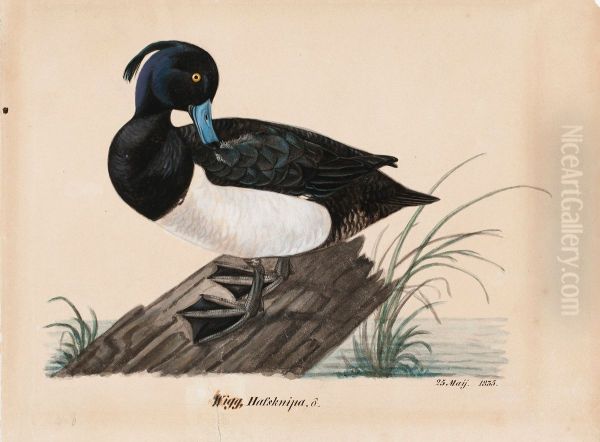 Tufted Duck - view 1
