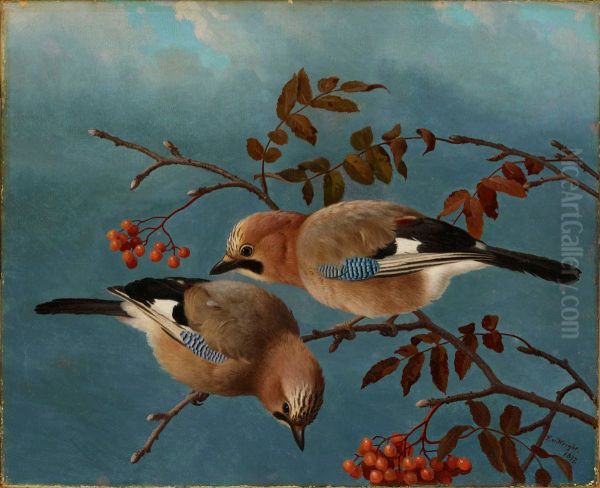 Jays - view 1