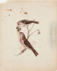 Two Redpolls Two Redpolls