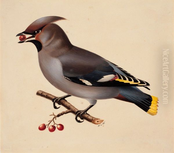 Bohemian Waxwing - view 1