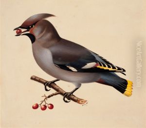 Bohemian Waxwing