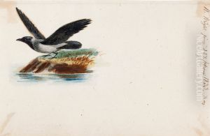 Crow by Wilhelm Von Wright