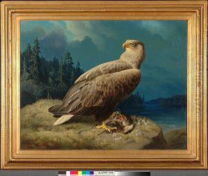 Old White-Tailed Sea Eagle
