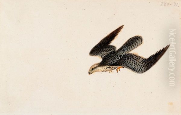 Eurasian Sparrowhawk Flying - view 1