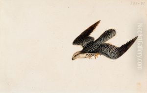 Eurasian Sparrowhawk Flying by Wilhelm Von Wright