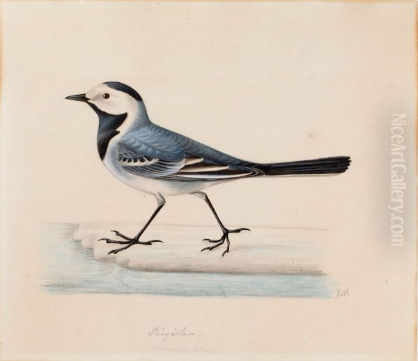 White Wagtail - view 1