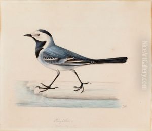 White Wagtail by Ferdinand von Wright