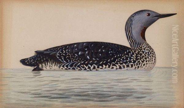 Red-Throated Diver - view 1