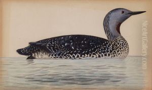 Red-Throated Diver by Magnus Von Wright