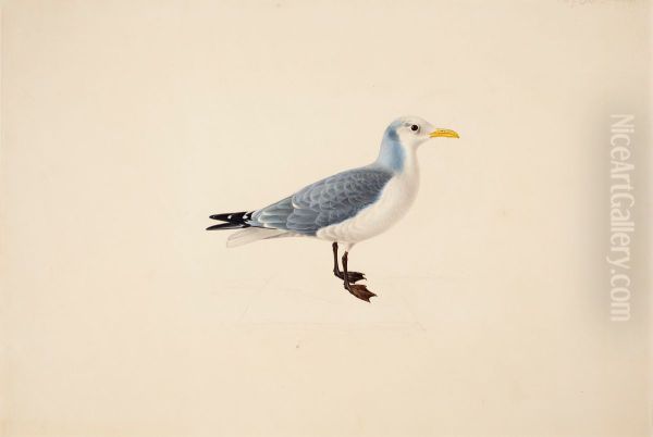 Kittiwake - view 1