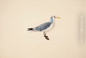 Kittiwake by Magnus Von Wright