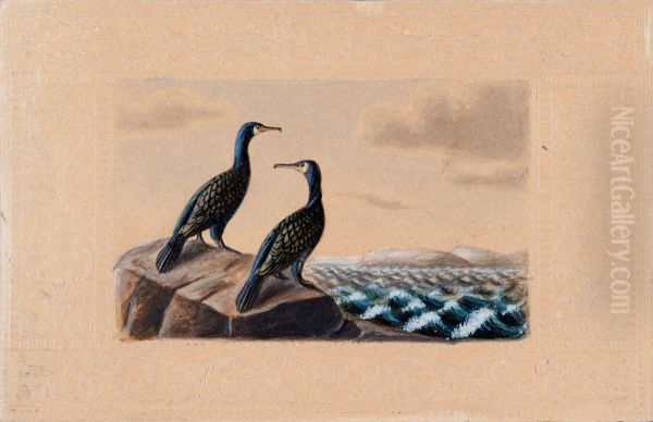 Two Great Cormorants - view 1