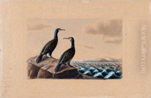 Two Great Cormorants