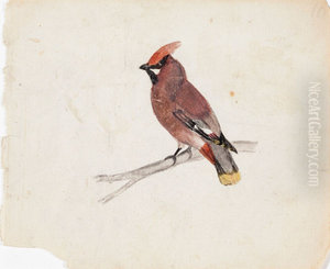 Bohemian Waxwing